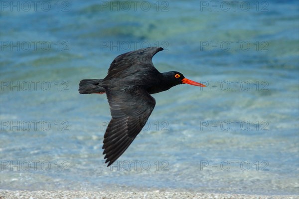 Sooty oystercatcher