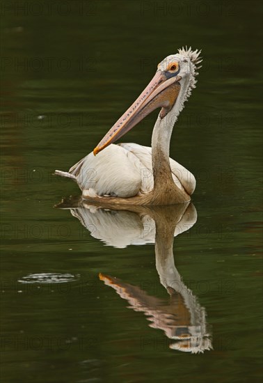 Spot-billed Pelican