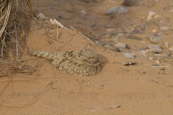 Egyptian nightjar