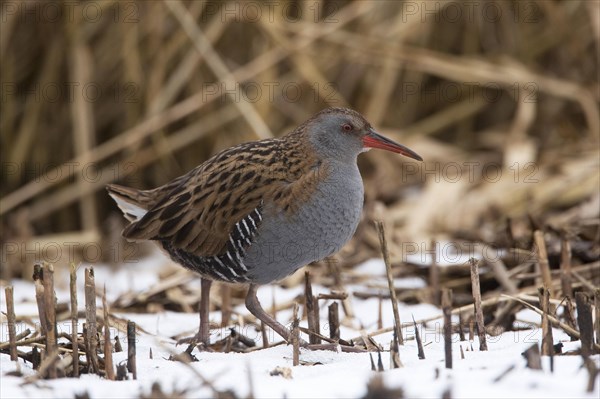 Water Rail