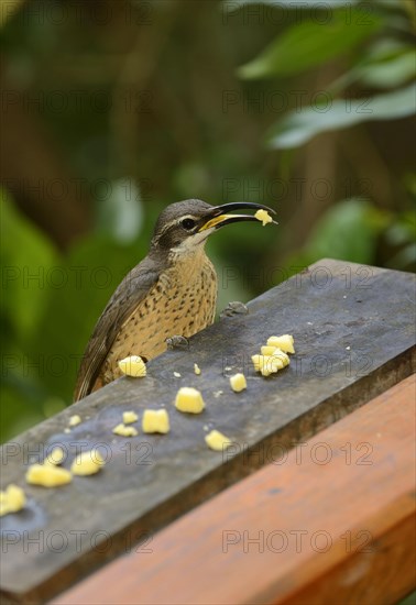 Magnificent Riflebird