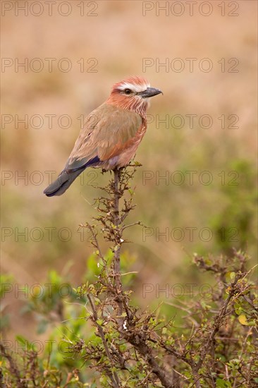 Purple roller