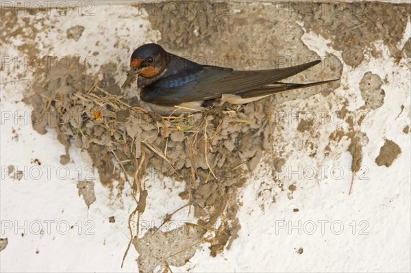 Barn Swallow