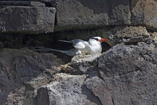 Red billed Tropicbird