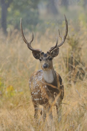 Spotted Deer