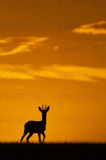 Western Roe european roe deer