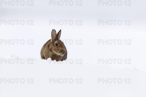 European Rabbit