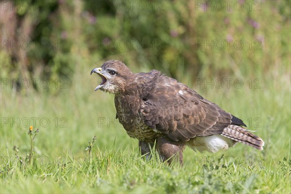 Common Buzzard