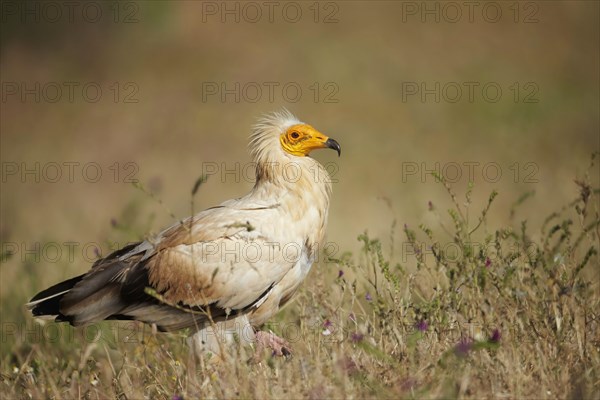 Egyptian Vulture