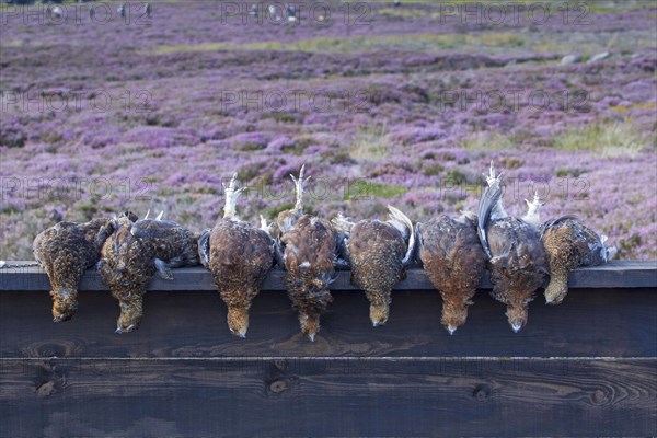 Scottish Grouse