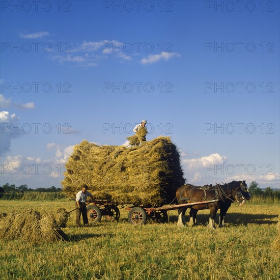 Shire horse Shire horses and wagons loading maize supplies in the harvest field