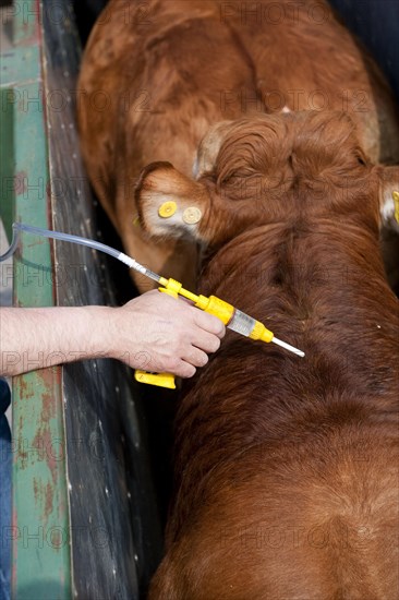 Cattle farming