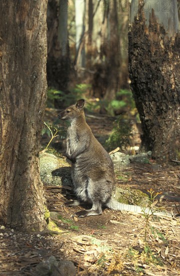 Red-necked Wallaby