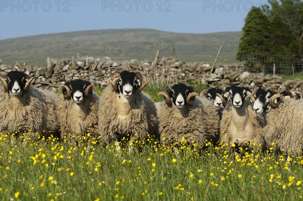 Domestic Sheep