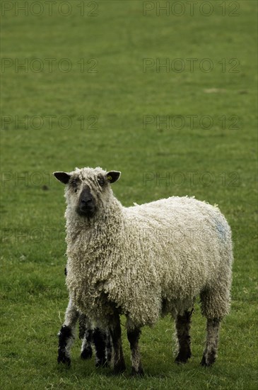 Domestic sheep