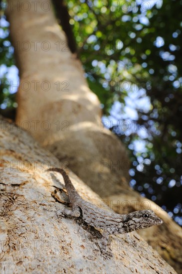 Guichard's Rock Gecko