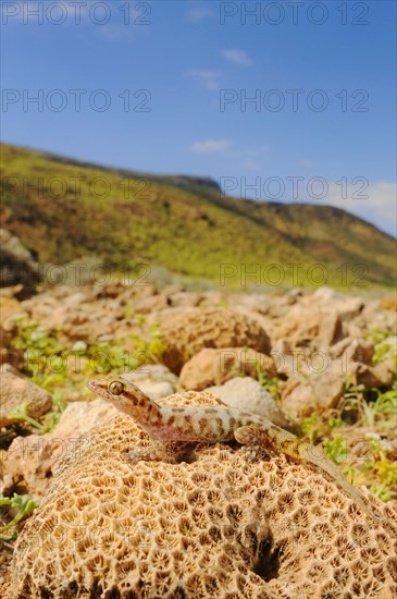 Half-fingered gecko