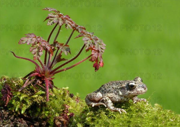 Midwife Toad