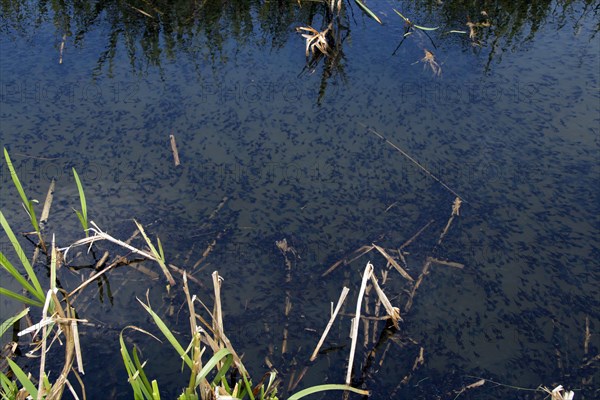 Common toad