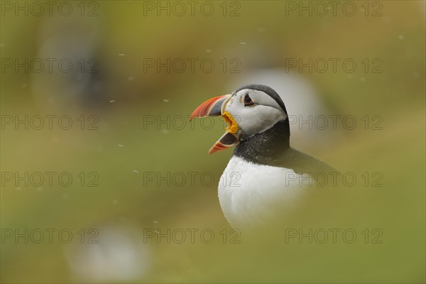 Atlantic puffin