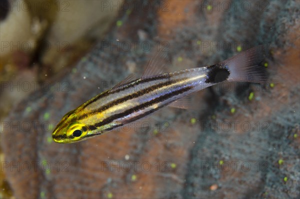 Large-toothed Cardinalfish