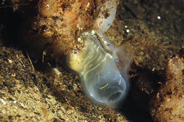 Parallel sea squirt