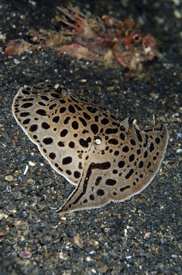 Moon-headed Sidegill Slug