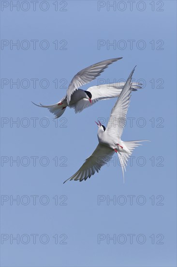 Arctic Tern