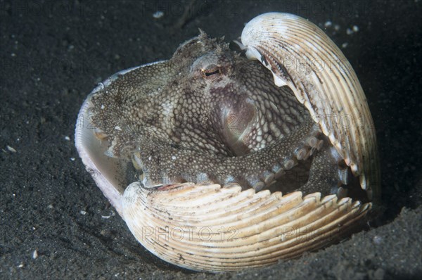 Coconut octopus