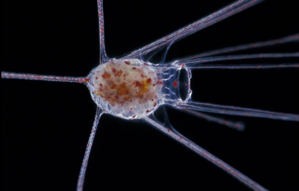 Echinocardium cordatum common heart urchin