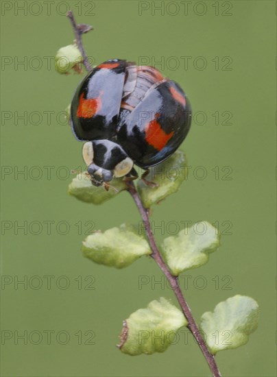 Asian Ladybird