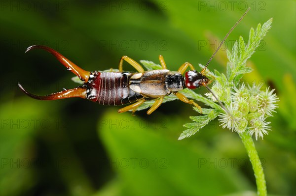 Common Earwig