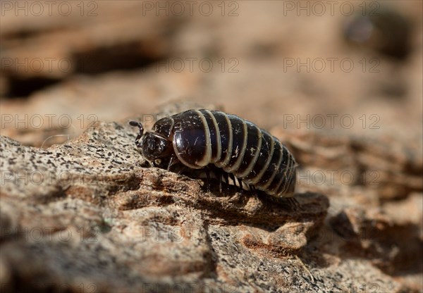 Common Pill Millipede