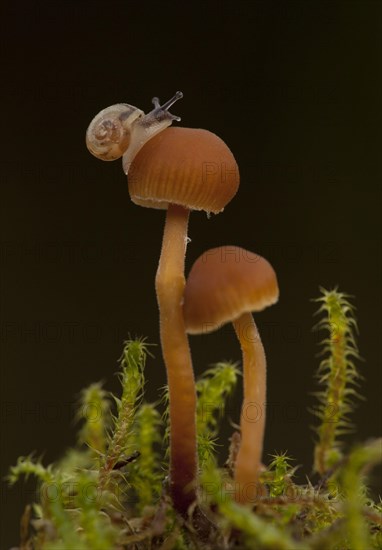 Garden Snail