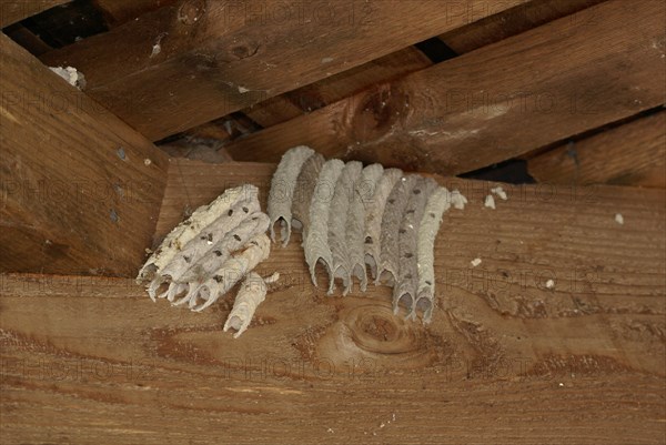 Organ Pipe Mud Dauber