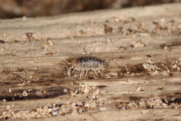 White woodlouse