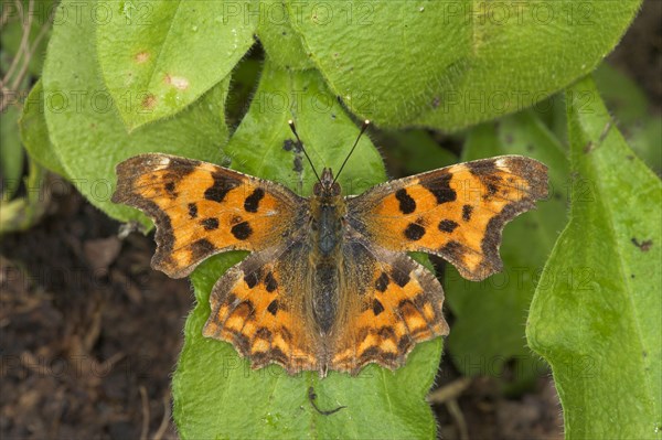 Polygonia C Album