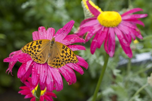 Silver silver-washed fritillary