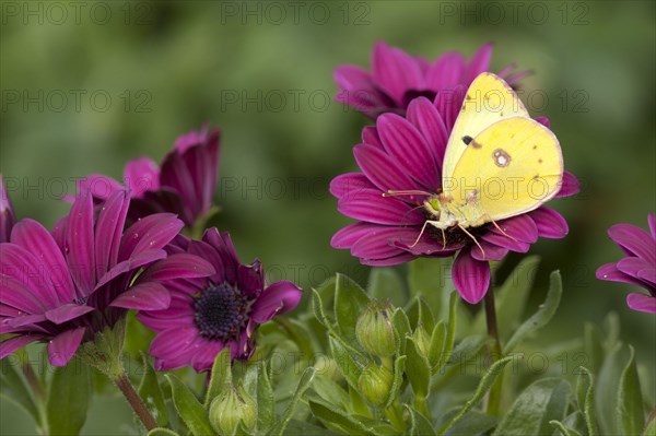 Clouded dark clouded yellow