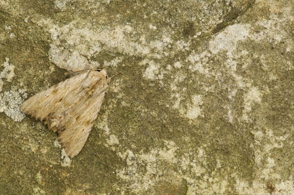 Whitish Yellow Grasshopper Owl