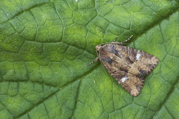 Common rustic