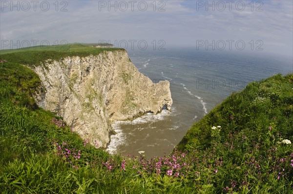 Northern Gannet