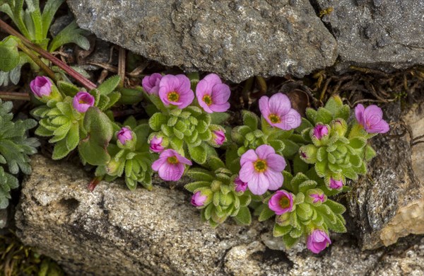 Alpine Rock-jasmine