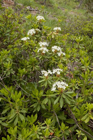 Flowering West Labrador Tea