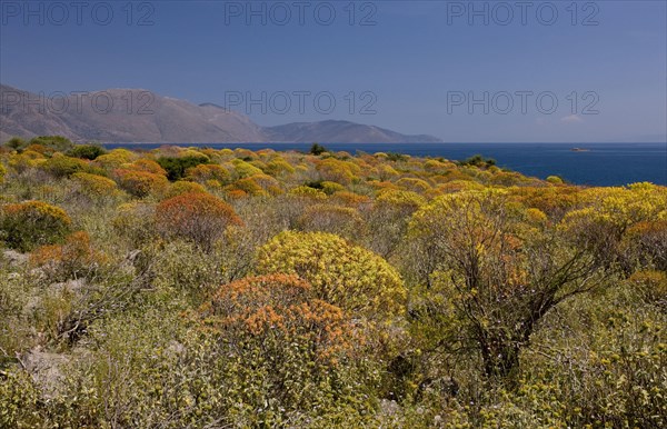 Tree spurge