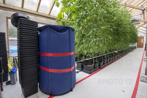 Cultivated tomato