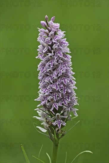 Common common spotted orchid