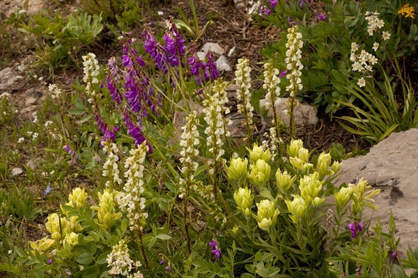 Western Paintbrush