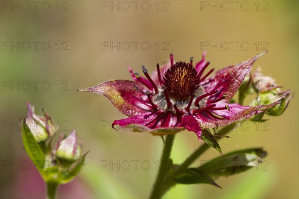 Marsh Cinquefoil