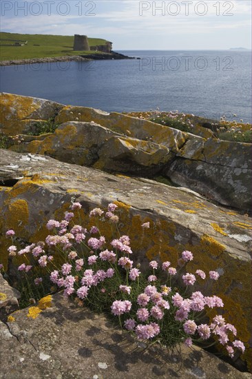 Beach carnation